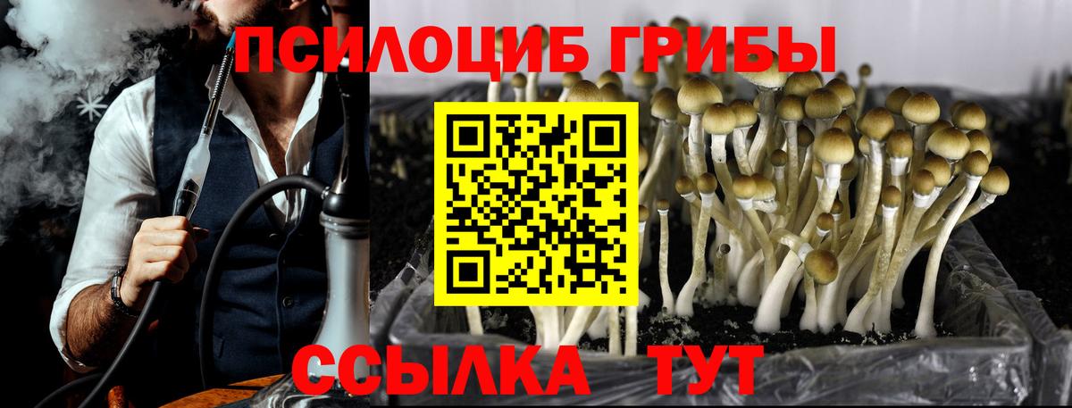 Биробиджан  наркотики  Вход с VPN  Псилоцибиновые грибы мицелий 